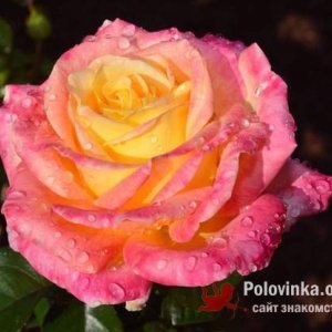 Анна , 52 года