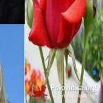 Sigridkaag, 63 года