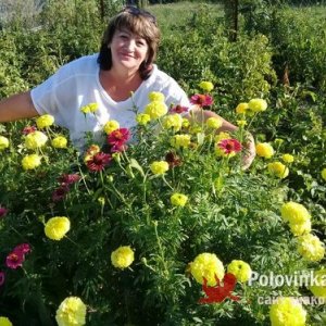 Елена , 60 лет