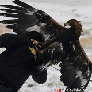 Rew , 54 года