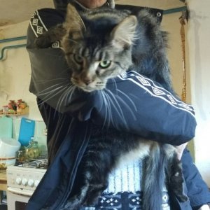 Динис , 26 лет