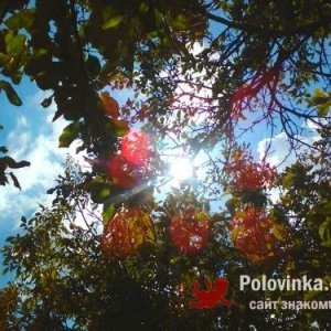 Тарас , 34 года
