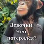 Vacilii : 