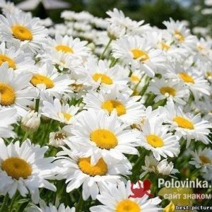 Ирина , 57 лет