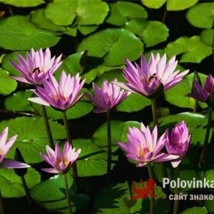 МИЛЛА , 36 лет