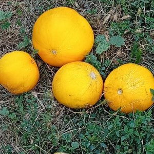 Сергій , 43 года