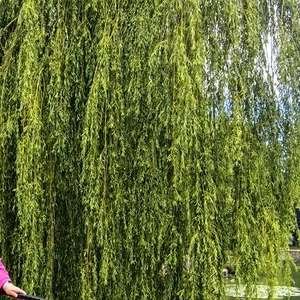 Олеся , 44 года
