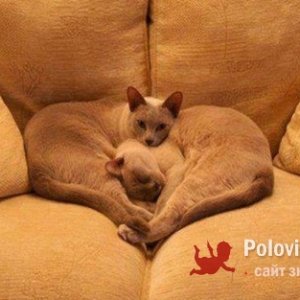 Виталий , 51 год