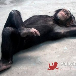 Гена , 36 лет