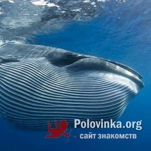 пипка , 96 лет