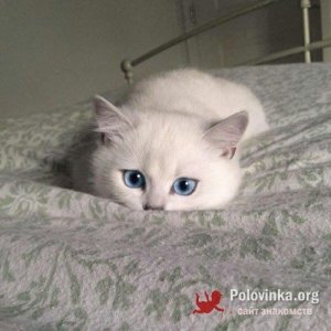 Милана , 25 лет