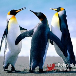 Саша , 44 года