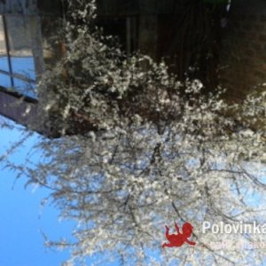 Ольга , 66 лет