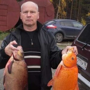 Анатолий , 62 года