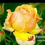 Аселя, 41 год