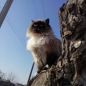 Серж , 62 года